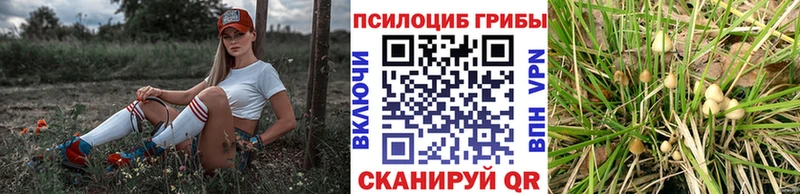Псилоцибиновые грибы Psilocybine cubensis  Кологрив 